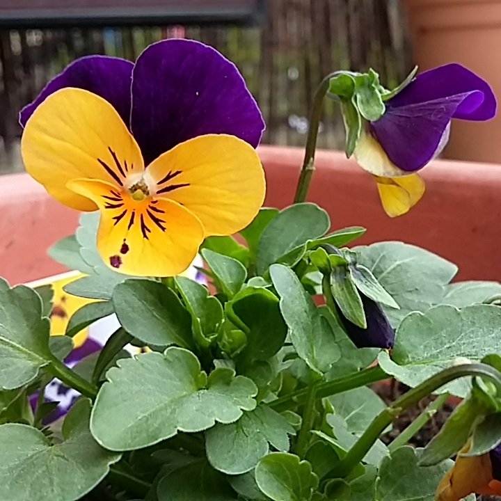 Plant image Viola x cornuta 'Sorbet Orange Duet'