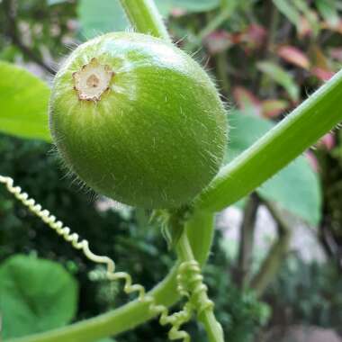 Cucurbita Maxima 'Jack O'Lantern'