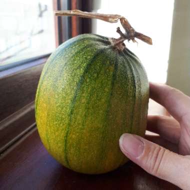 Cucurbita Maxima 'Jack O'Lantern'