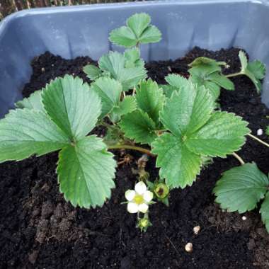 Fragaria x ananassa