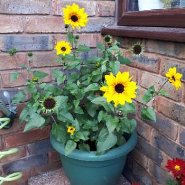 Helianthus 'SunBelievable™ Brown Eyed Girl'