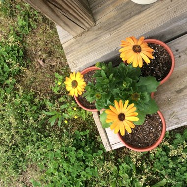 African Daisy 'Zion Red'