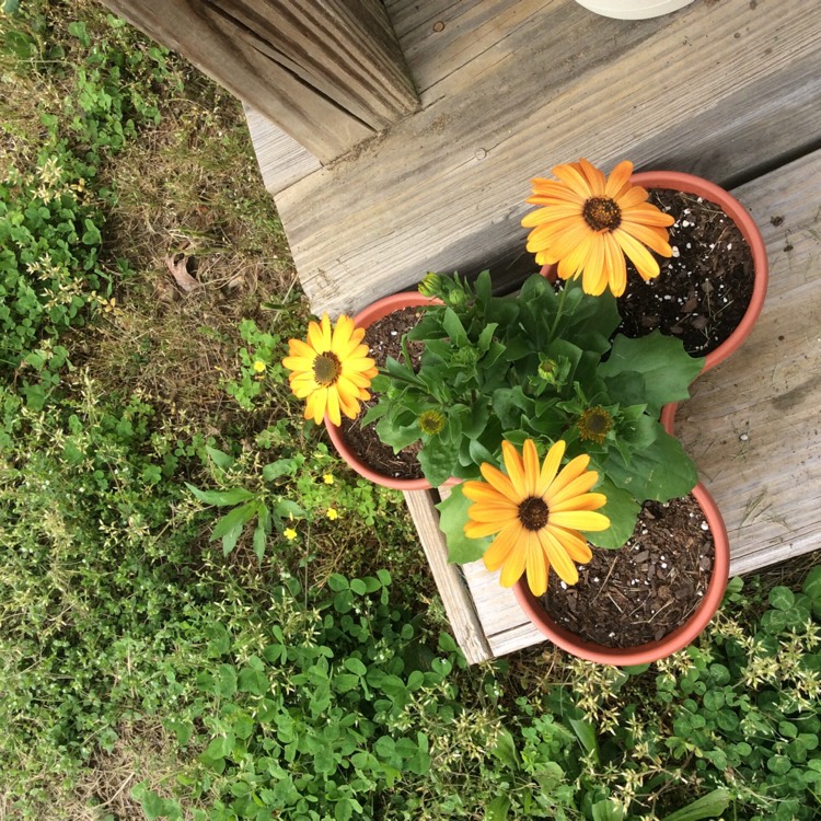 Plant image Osteospermum ecklonis 'Zion Red'