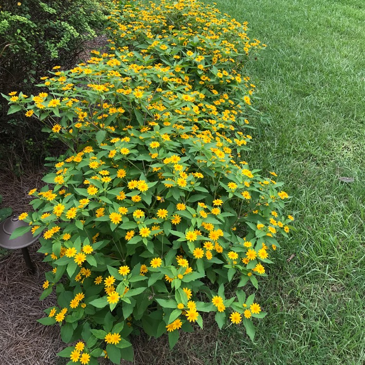 Plant image Melampodium divaricatum