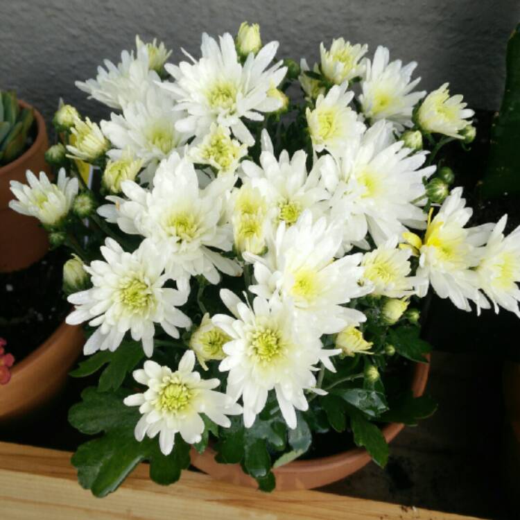 Plant image Chrysanthemum x morifolium 'Gigi Coral'