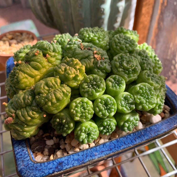 Plant image Mammillaria bocasana 'Fred Crested'