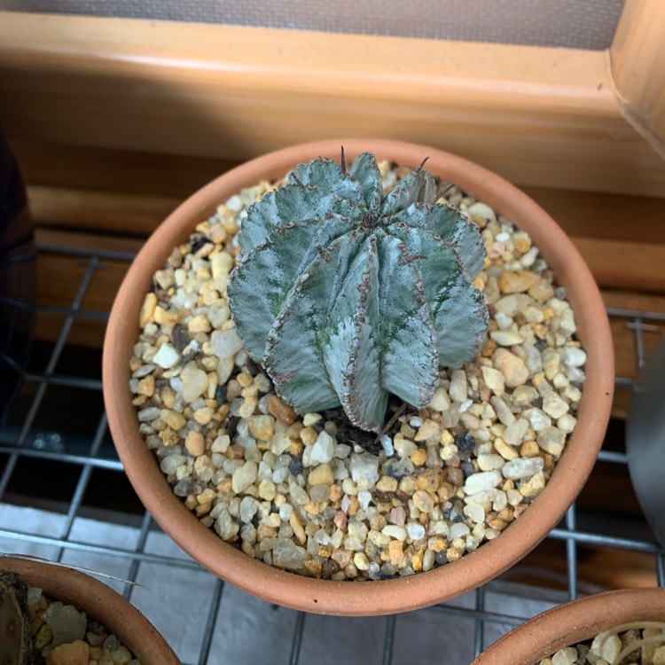 Plant image Euphorbia polygona 'Snowflake'