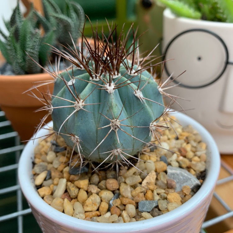 Plant image Ferocactus glaucescens