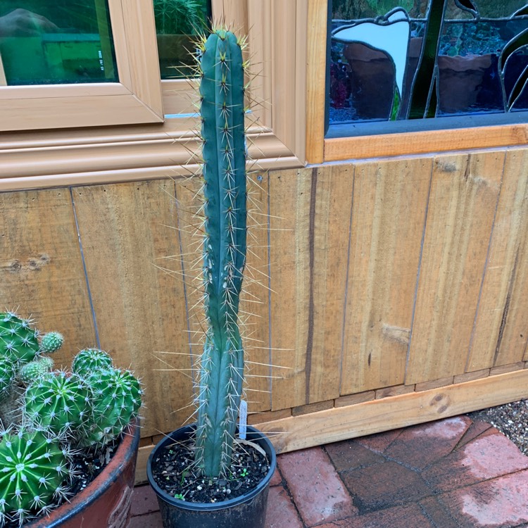 Plant image Trichocereus Cuzcoensis