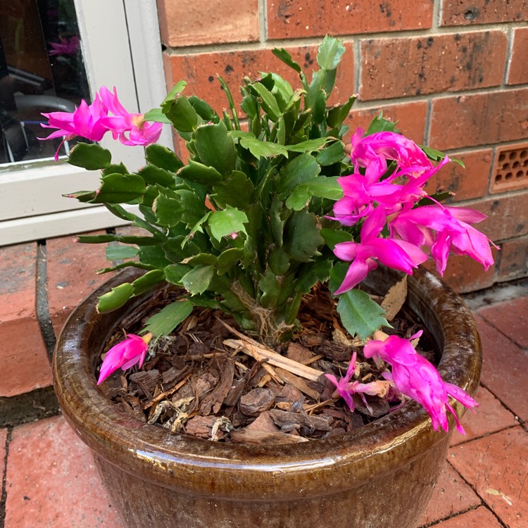 Plant image Schlumbergera truncata 'Sterling'