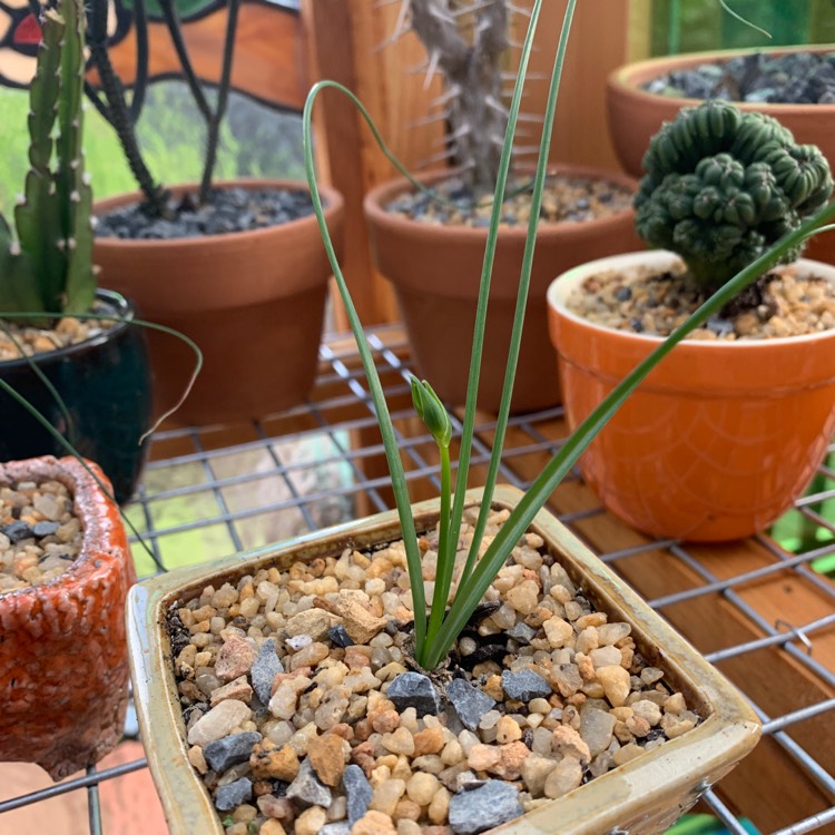 Plant image Albuca Spiralis 