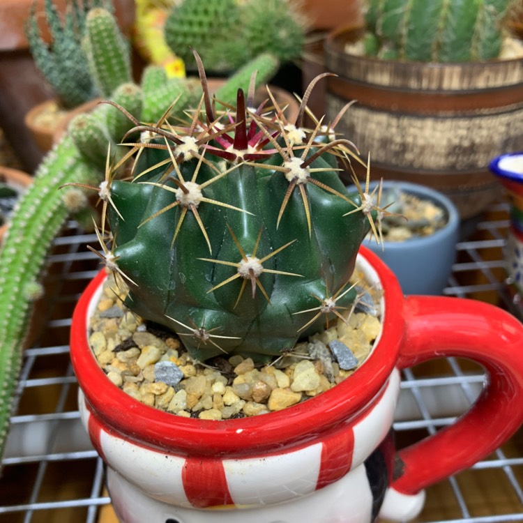 Plant image Ferocactus Horridus 