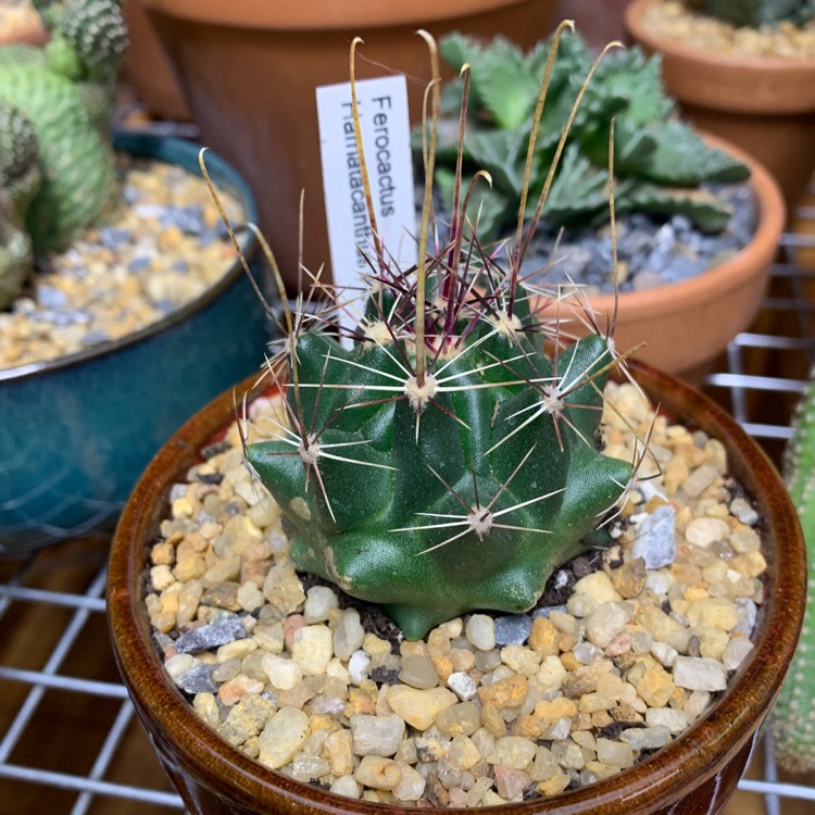 Plant image Ferocactus Hamatacanthus V Sinuatus 