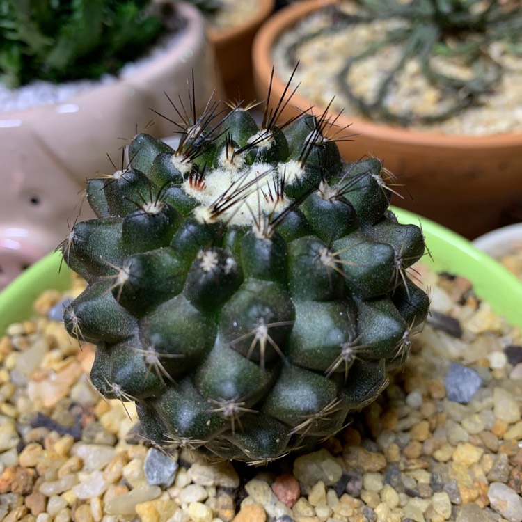 Plant image Copiapoa Maritima