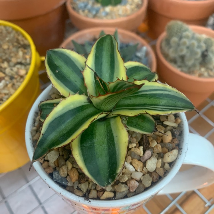 Plant image Agave lophantha 'Quadricolour'