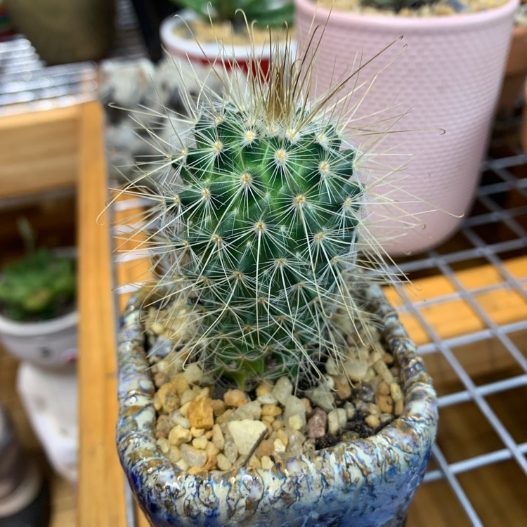 Plant image Mammillaria magnifica