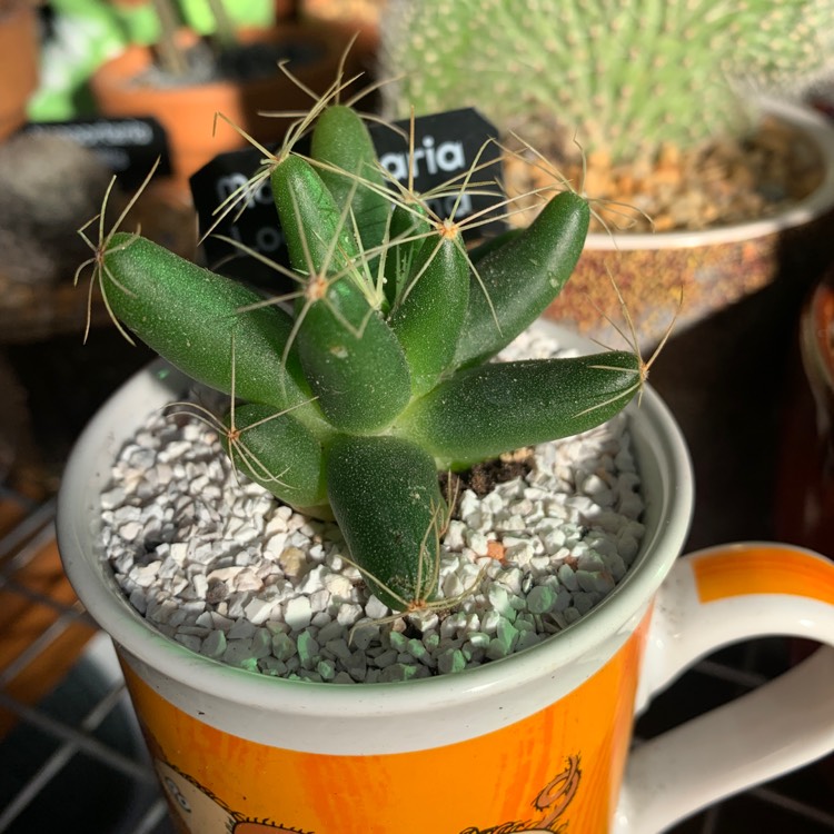 Plant image Mammillaria longimamma