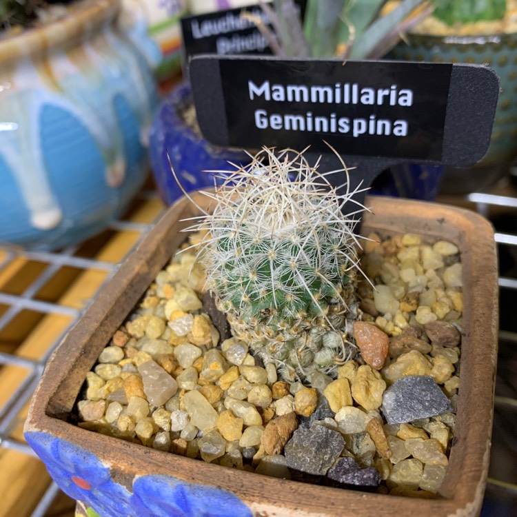 Plant image Mammillaria geminispina