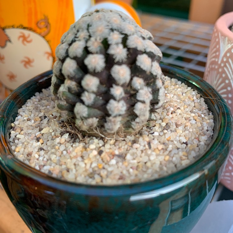 Plant image Mammillaria theresae