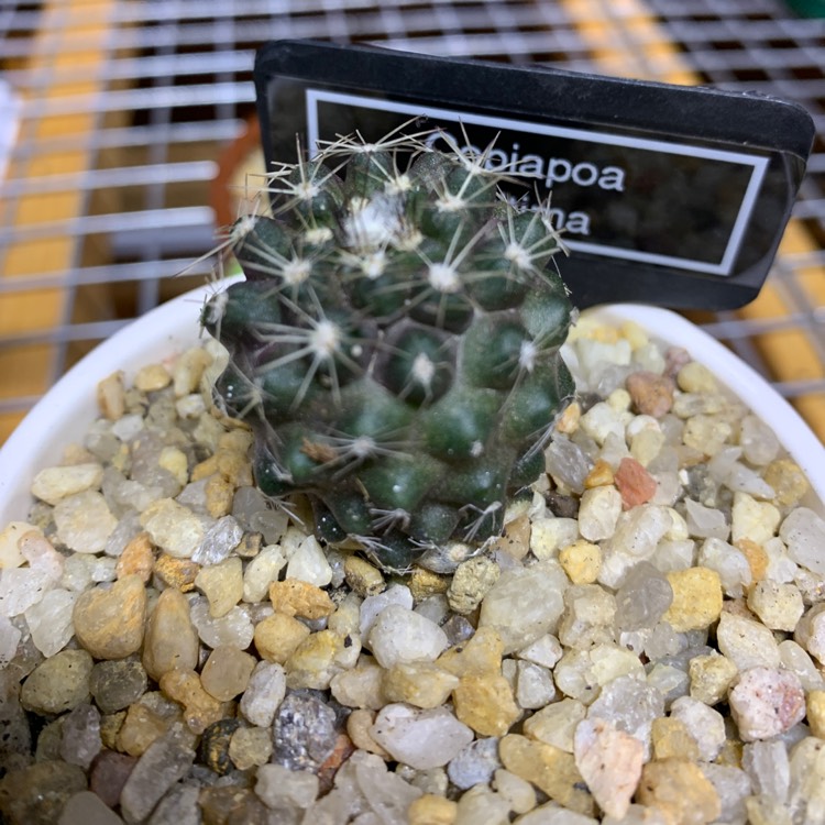 Plant image Copiapoa Maritima