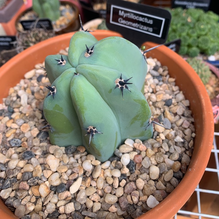 Plant image Myrtillocactus