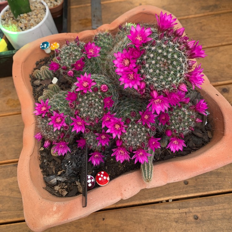 Plant image Mammillaria backebergiana