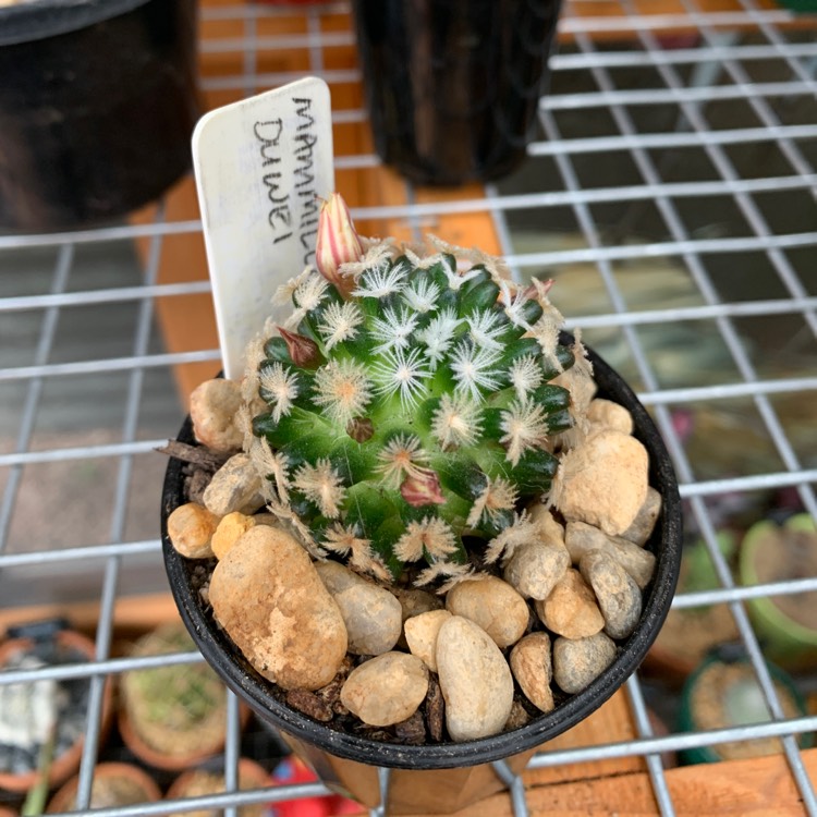 Plant image Mammillaria duwei