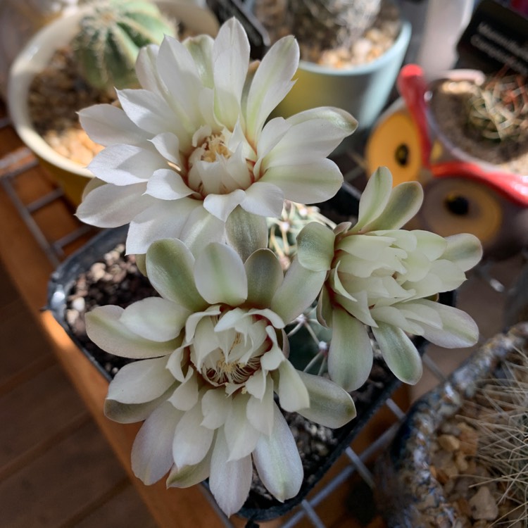 Plant image Gymnocalycium quehlianum