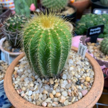 Parodia Warasii syn. Notocactus Warasii