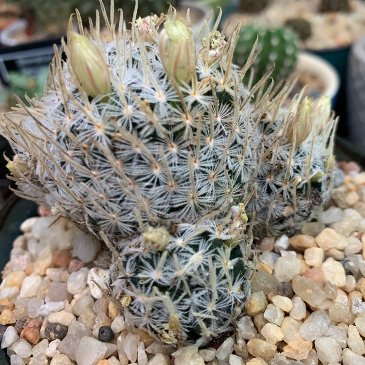 Plant image Mammillaria duwei