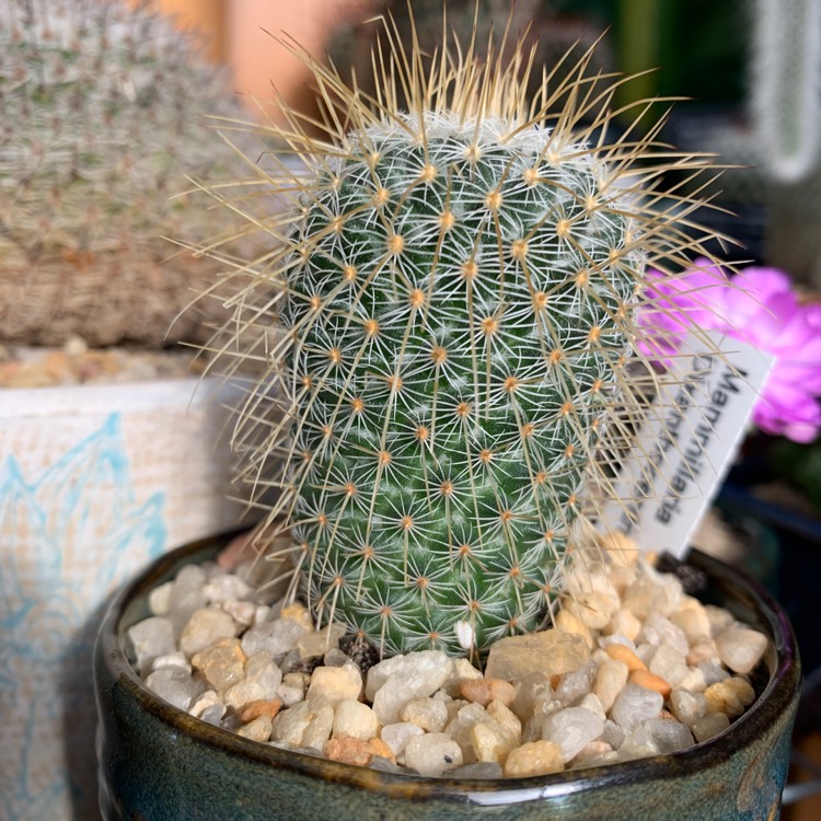 Plant image Mammillaria dixanthocentron