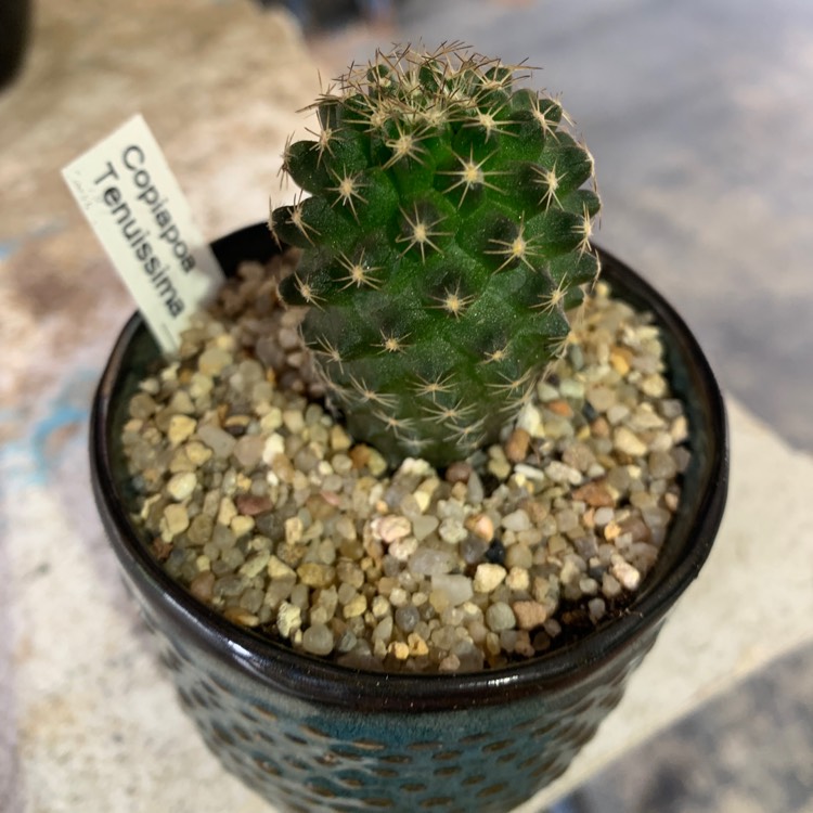 Plant image Copiapoa tenuissima