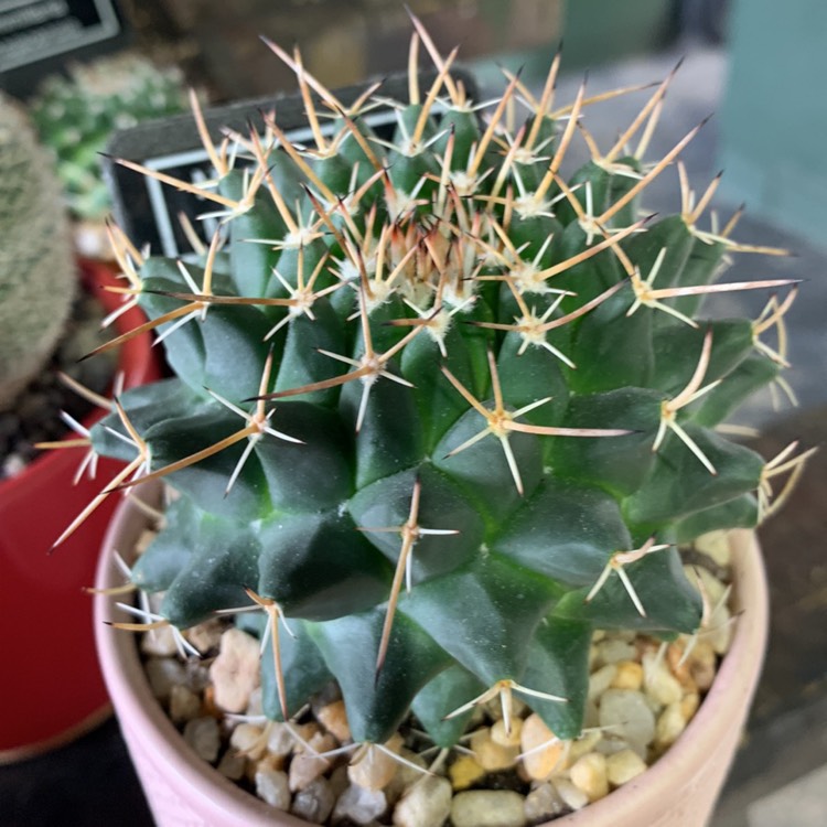 Plant image Mammillaria Magnimamma