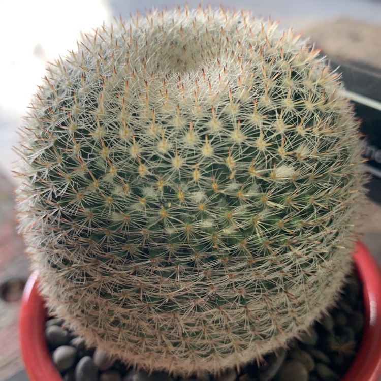 Plant image Mammillaria microthele var. Superfina 