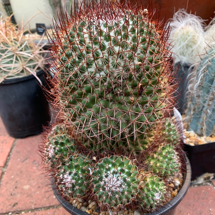 Plant image Mammillaria rhodantha