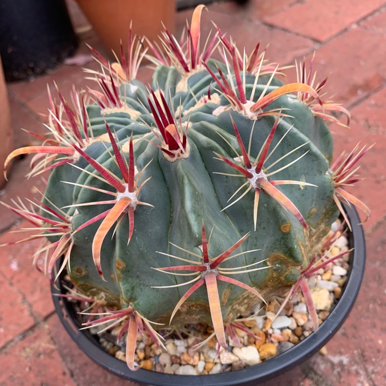 Plant image Ferocactus latispinus