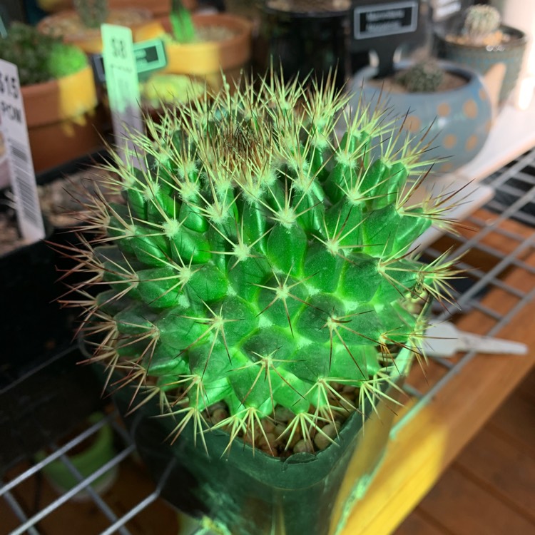 Plant image Mammillaria carnea