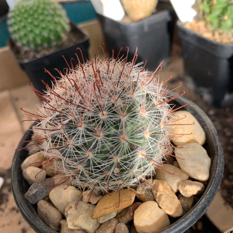 Plant image Mammillaria mercadensis syn. Mammillaria berkiana