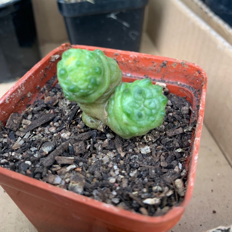 Plant image Mammillaria bocasana 'Fred'