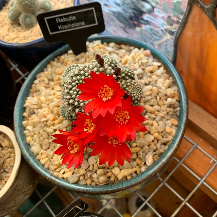 Plant image Rebutia minuscula 'Krainziana' syn. Rebutia krainziana