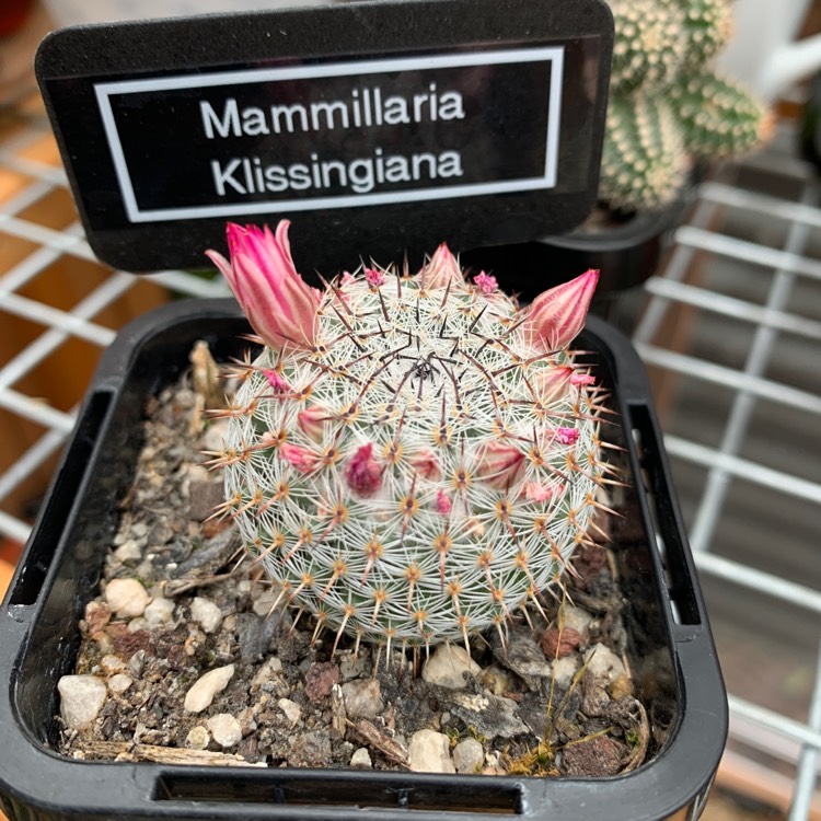 Plant image Mammillaria Klissingiana