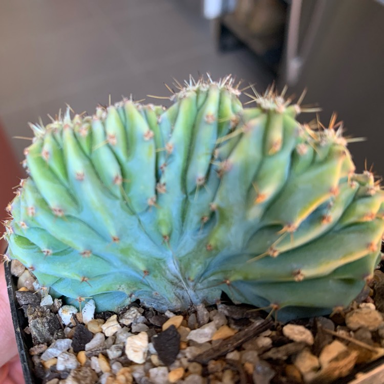 Plant image Myrtillocactus geometrizans cristata