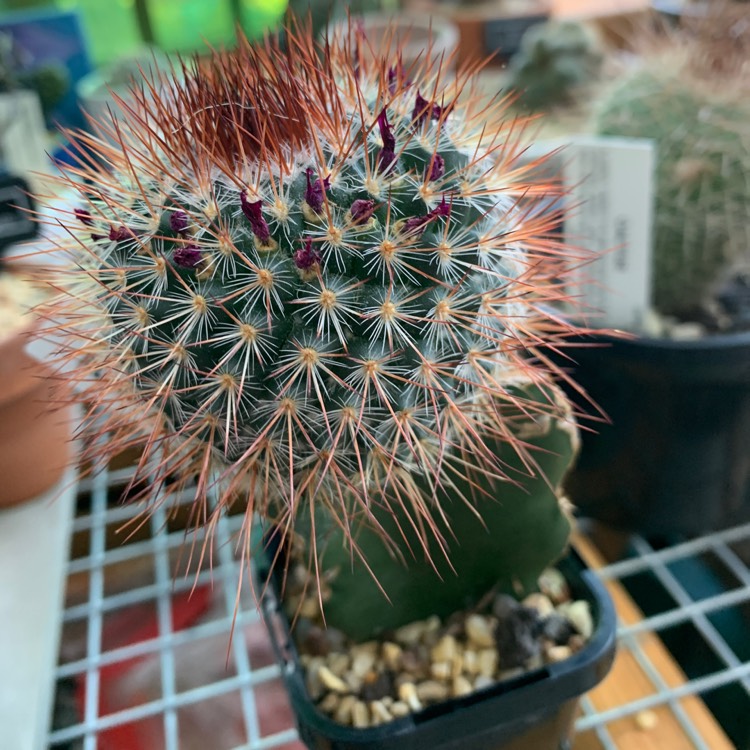 Plant image Mammillaria Spinosissima Rubrispina Graft 