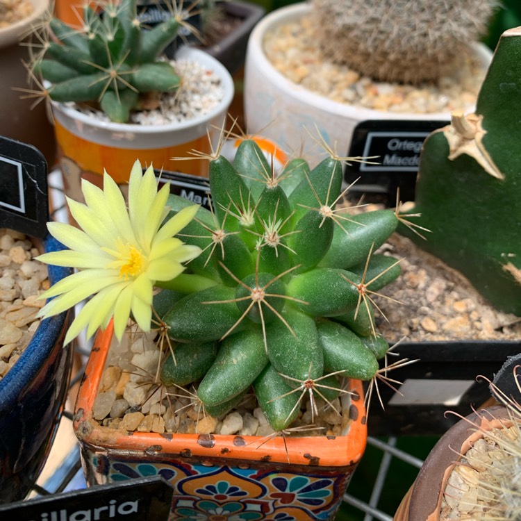 Plant image Mammillaria longimamma