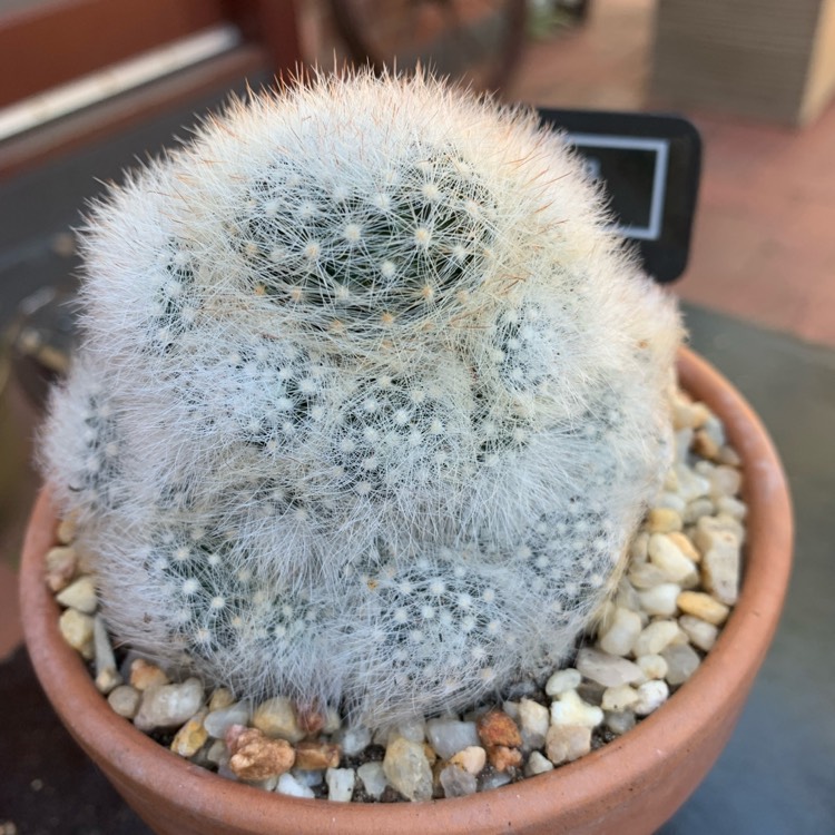 Plant image Mammillaria schwartzii