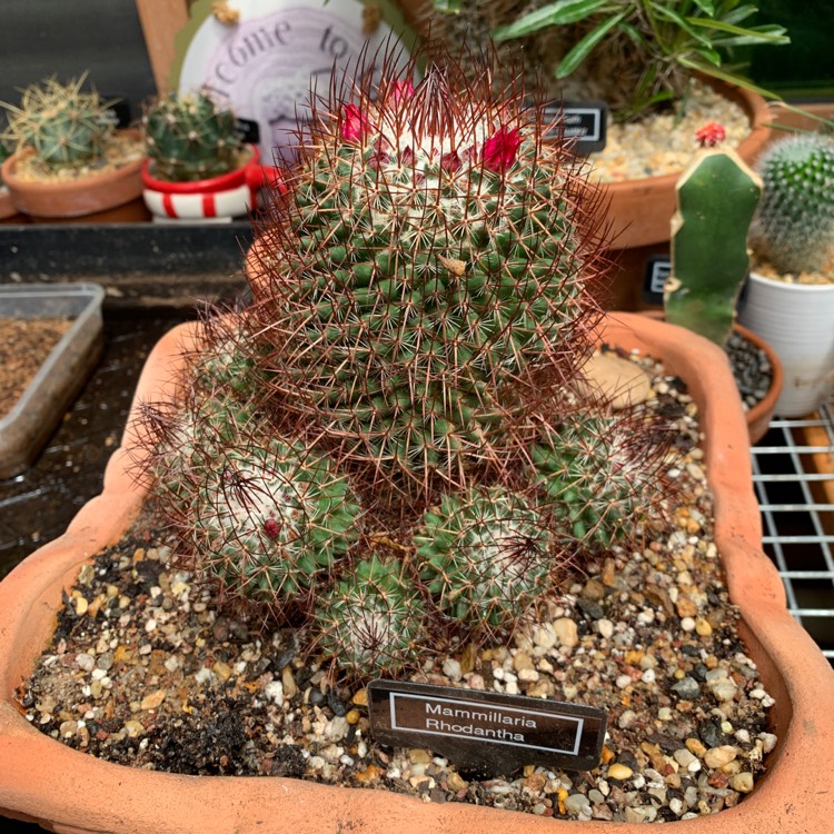 Plant image Mammillaria rhodantha