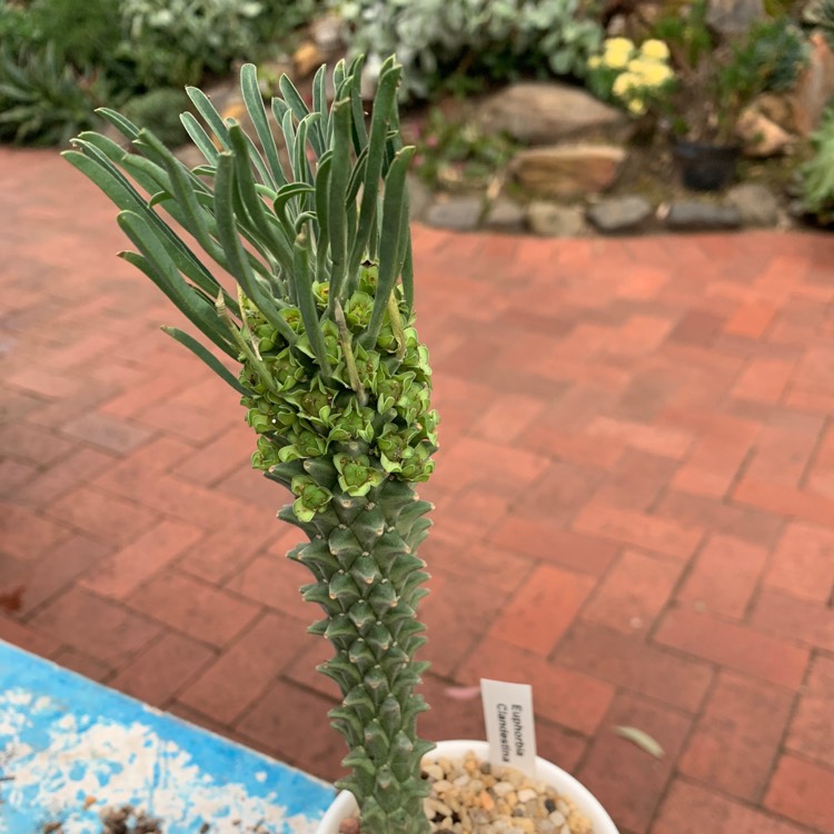 Plant image Euphorbia clandestina