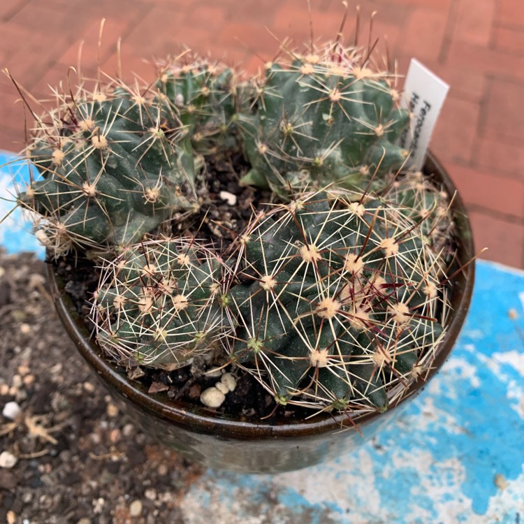 Plant image Ferocactus Hamatacanthus