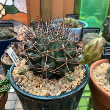 Gymnocalycium Michoga 