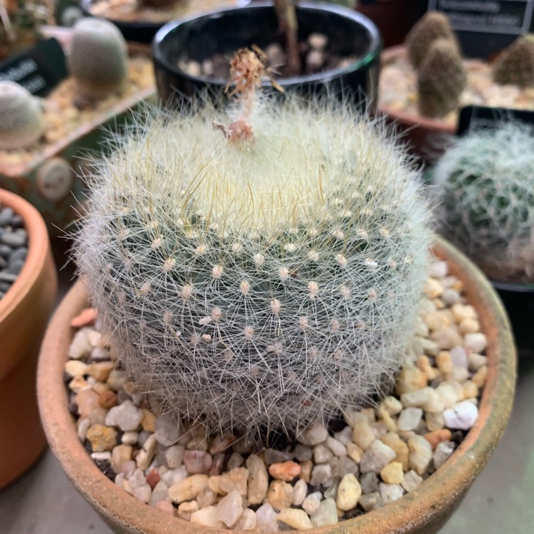 Plant image Parodia haselbergii syn. Notocactus haselbergii